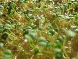 Chia Seed, Chia Seeds, Microgreen, Sprouting, Organic Seed, Non GMO - Country Creek LLC