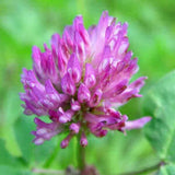 Clover Red Clover, Microgreen for Sprouting, Organic Red Clover Sprouting Seeds - Country Creek LLC