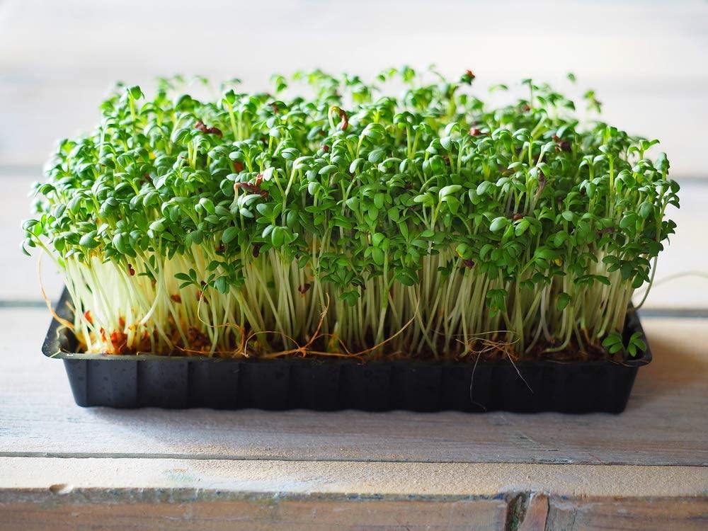 Cress Seed, Microgreen, Sprouting, Non GMO - Country Creek