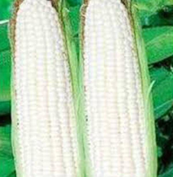 white corn seeds for planting CORN, WHITE, STOWELLS EVERGREEN, HEIRLOOM, SEEDS, DELICIOUS N SWEET –  Country Creek LLC