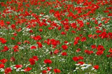 POPPY SEEDS RED POPPY SEEDS ORGANIC, FLOWER SEEDS WORLDS MOST POPULAR FLOWER, BEAUTIFUL RED BLOOMS - Country Creek LLC
