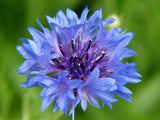Dwarf Blue Bachelor Button Seeds, Beautiful Flower, Border Flower - Country Creek LLC