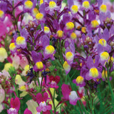 Snapdragons Fairy Bouquet, Linaria Maroccana Seeds, Beautiful Mix of Bright Colorful Blooms - Country Creek LLC