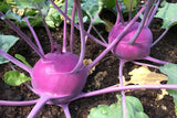 Purple Vienna Kohlrabi Seed, Heirloom, Non-GMO, Seed Count Pack