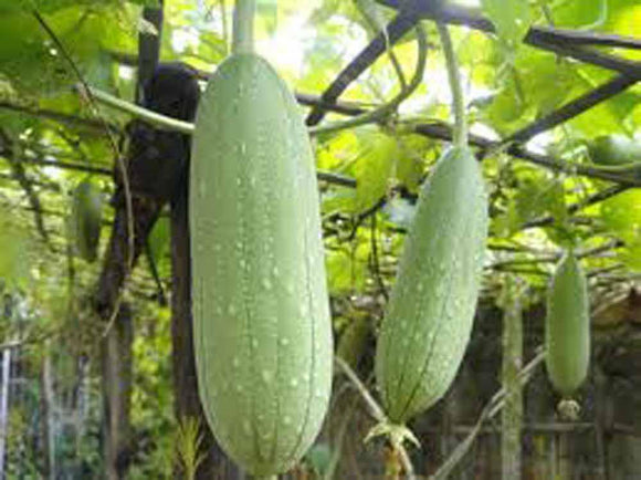 Gourd Seeds - How to grow Gourds ? - Country Creek LLC