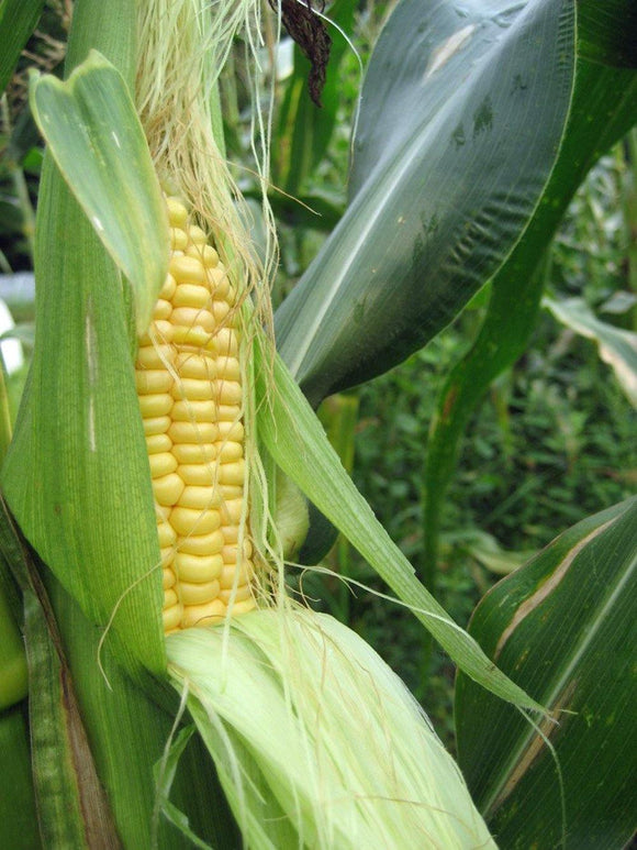 Corn Seed - How to grow Corn ? - Country Creek LLC