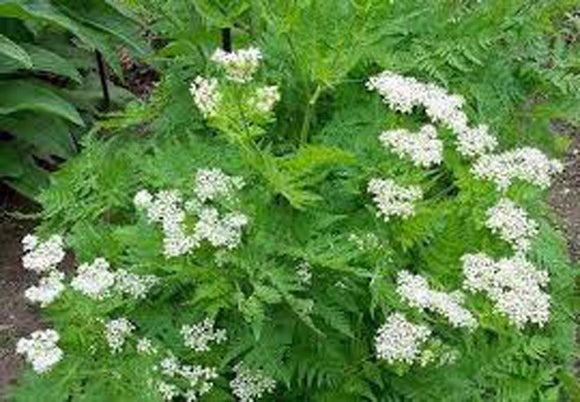 Anise Seeds - How to grow Anise ? - Country Creek LLC