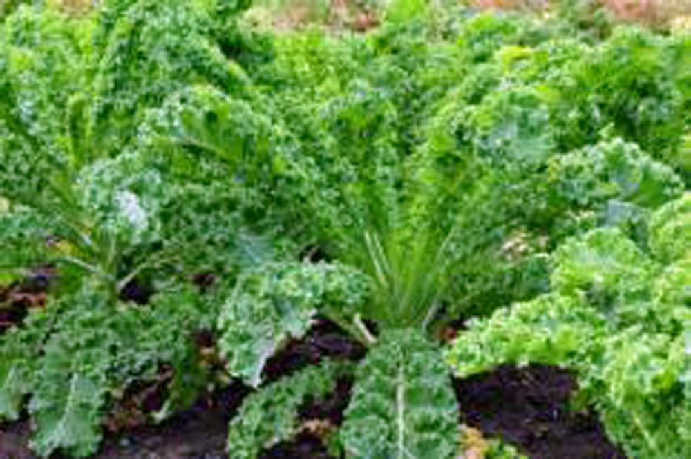 Kale Seed How to grow kale ? Country Creek LLC