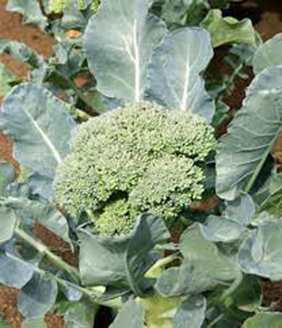 Broccoli Seeds - Country Creek LLC