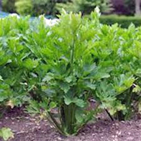 Celery Seed - How to grow Celery ? - Country Creek LLC