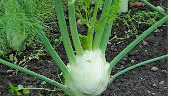 Fennel Seed -  How to grow Fennel ? - Country Creek LLC