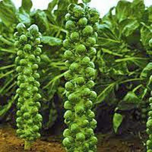 Brussel Sprouts - Country Creek LLC