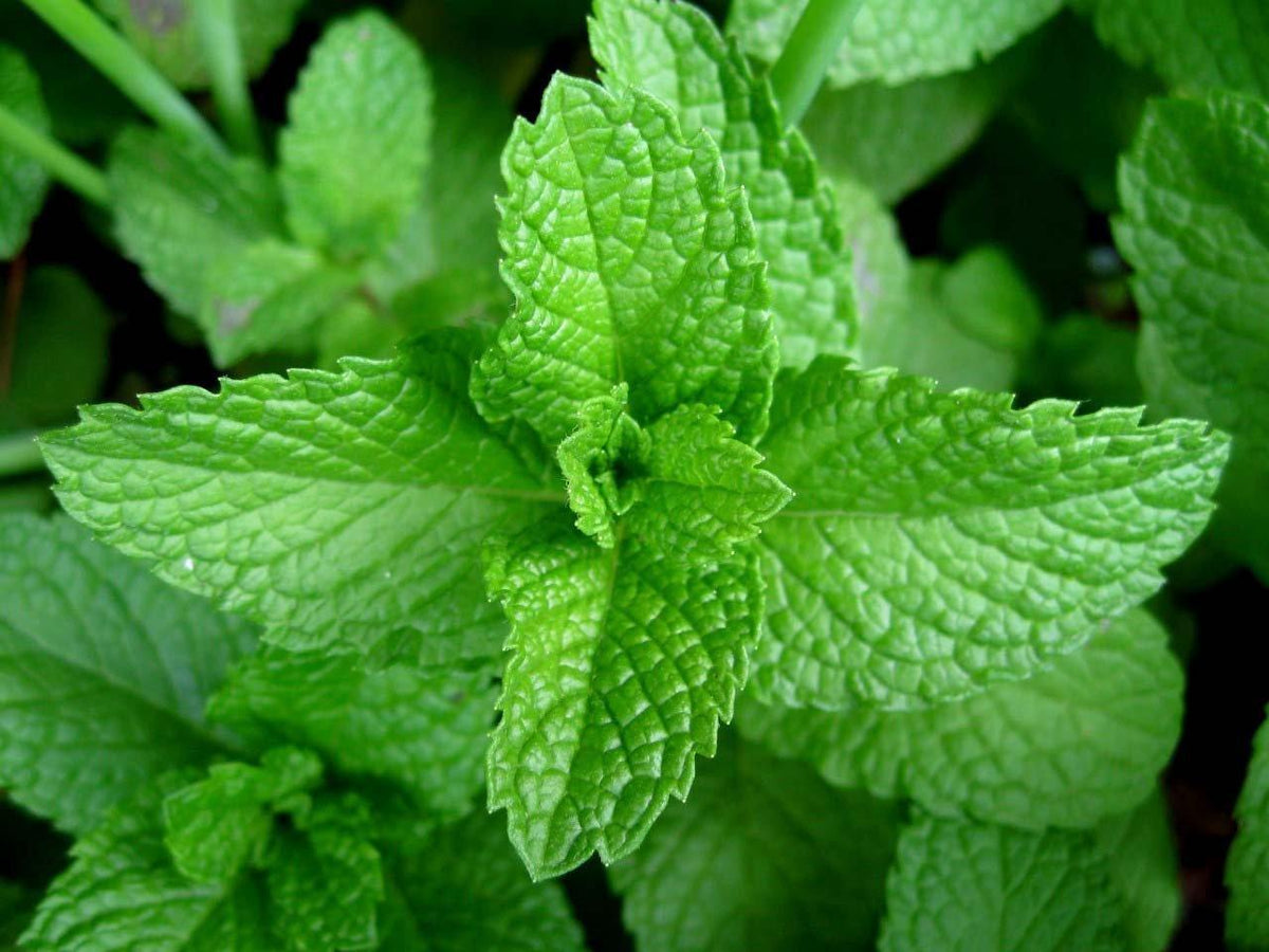 Peppermint seed How to grow Peppermint ? Country Creek LLC