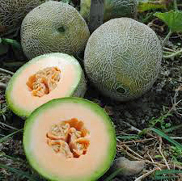 Melon Seed - How to grow Honey Dew and Cantaloupe ? - Country Creek LLC