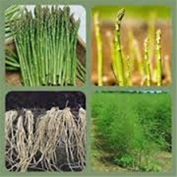Asparagus Seed - How to grow Asparagus ? - Country Creek LLC