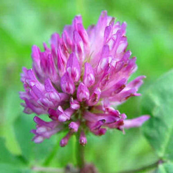 Clover Seed -Red Sprouting Clover- How to grow Clover ? - Country Creek LLC