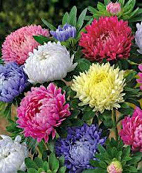 Aster Flower Seeds - How to grow Asters ? - Country Creek LLC