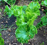 MUSTARD GREENS, SOUTHERN GIANT, HEIRLOOM, ORGANIC NON-GMO  SEEDS, GREAT FOR SALADS - Country Creek LLC
