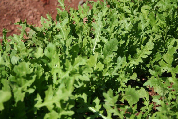 ARUGULA ROQUETTE GREENS, HEIRLOOM, ORGANIC SEEDS, CRISP & DELICIOUS IN SALADS - Country Creek LLC