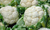 CAULIFLOWER, SNOWBALL Y, HEIRLOOM, ORGANIC NON GMO SEEDS, LARGE,DELICIOUS AND HEALTHY - Country Creek LLC