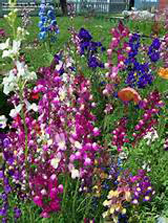 Snapdragons Fairy Bouguet, Linaria Maroccana Seeds,  Beautiful Mix of Bright Colorful Blooms - Country Creek LLC