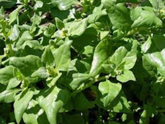 SPINACH, NEW ZEALAND, HEIRLOOM, ORGANIC NON GMO SEEDS, GREAT FOR SALADS & COOKING - Country Creek LLC