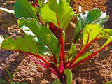 BEETS,RUBY QUEEN, HEIRLOOM, ORGANIC, NON GMO SEEDS, TENDER AND SWEET, DEEP RED - Country Creek LLC
