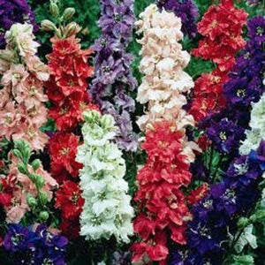 Delphinium Seed, Seeds, Giant Imperial Mix, Organic, Striking Mixed Colors - Country Creek LLC