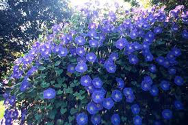 Morning Glory Instructions  Country Creek LLC