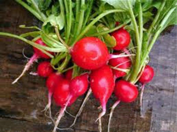 RADISH SEED GARDEN COLLECTION 5 VARIEITES, HEIRLOOM, NON-GMO SEEDS, PE ...