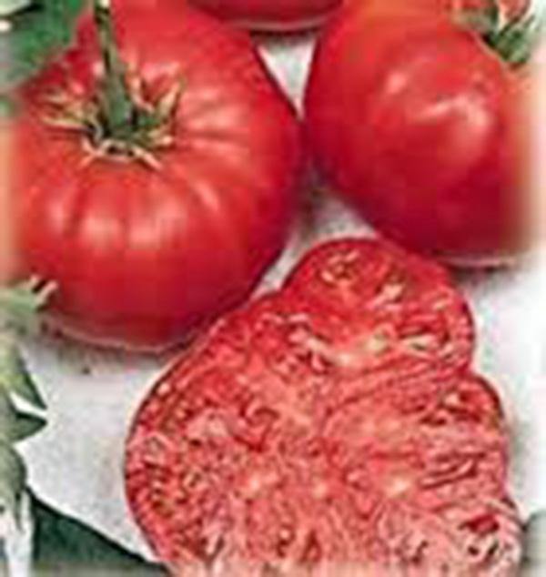 TOMATO SEEDS , BEEFSTEAK, HEIRLOOM, ORGANIC SEEDS, GREAT SLICED TOMATO, DELICIOUS - Country Creek LLC