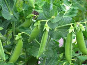 PEA SEEDS , SUGAR DADDY SNAP PEA , HEIRLOOM, ORGANIC NON-GMO  SEEDS, GREAT FOR SALADS / SNACKS - Country Creek LLC