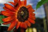 RED SUN SUNFLOWER SEEDS ORGANIC, BEAUTIFUL BRIGHT RED BLOOMS, MULTIPLE HEADS - Country Creek LLC