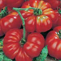 TOMATO SEEDS , BEEFSTEAK, HEIRLOOM, ORGANIC SEEDS, GREAT SLICED TOMATO, DELICIOUS - Country Creek LLC