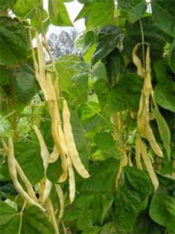 planting yellow bean seeds Top Notch Golden Wax Bush Bean Seeds Non-GMO