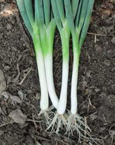 ONION SEED , TOKYO LONG WHITE, HEIRLOOM, ORGANIC NON-GMOSEEDS, GREAT IN SALADS& COOKING - Country Creek LLC