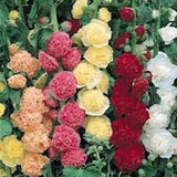 HOLLYHOCK, PINK, RED & YELLOW SEEDS ORGANIC HEIRLOOM,BEAUTIFUL TALL CLUSTERS - Country Creek LLC