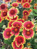 BLANKET FLOWER, ARIZONA SUN SEEDS ORGANIC, BEAUTIFUL BRIGHT LARGE BLOOMS - Country Creek LLC