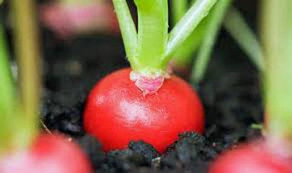 planting cherry belle radish seeds RADISH, CHERRY BELLE, HEIRLOOM, NON-GMO SEEDS, A CRISP TASTY PEPPERY R – Country Creek LLC