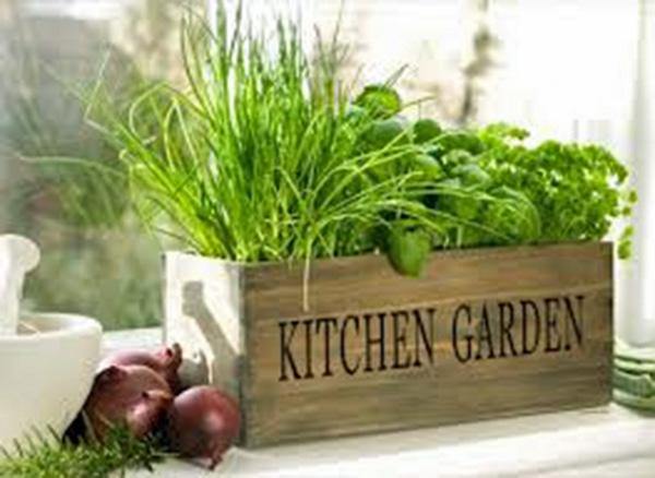 vegetable garden seed planters Vegetable Seeds, Vegetable Seed Garden Collection Large (30 Types) , H –  Country Creek LLC