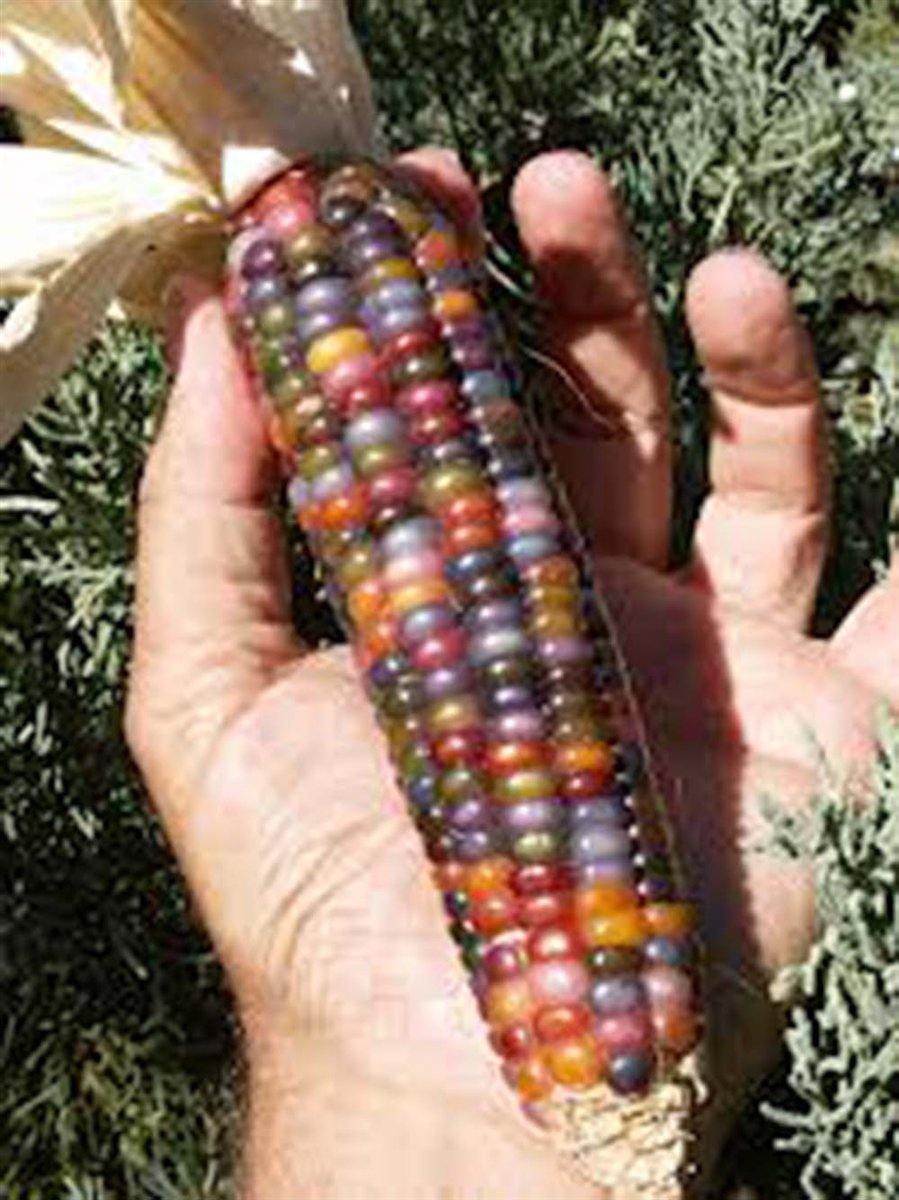 Railey Farm and Field - Creek Indian Corn (Heirloom Corn Railey Farm and Field - Creek Indian Corn (Heirloom Corn