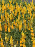 LUPINE, GOLDEN YELLOW SEEDS, ORGANIC, BEAUTIFUL GOLDEN FLOWERS, SEEDS - Country Creek LLC