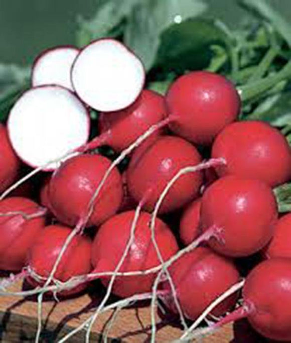 RADISH, CHAMPION, HEIRLOOM, ORGANIC NON-GMO SEEDS, PERFECT SALAD RADISH - Country Creek LLC