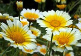 GARLAND DAISY 100+ SEEDS ORGANIC NEWLY HARVESTED, BEAUTIFUL BLOOMING FLOWER - Country Creek LLC