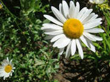SHASTA DAISY SEEDS ORGANIC, BEAUTIFUL BRIGHT WHITE/YELLOW FLOWER - Country Creek LLC