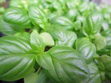Basil Seeds , Sweet Genovese, Organic , NON GMO Seeds, Great All Around Basil, Makes Excellent Pesto - Country Creek LLC