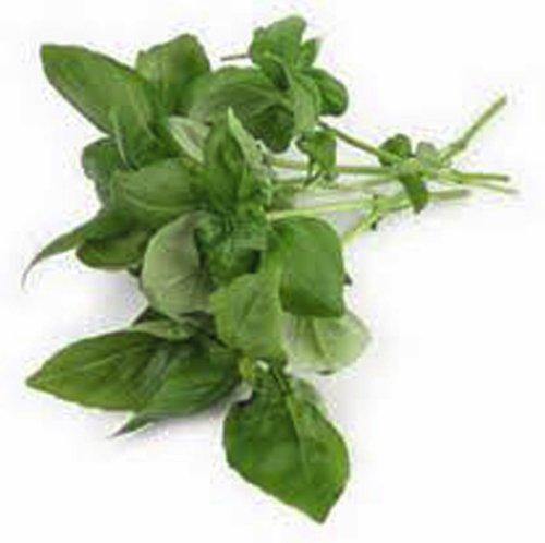 1000 Genovese Basil Seeds - Open Pollinated, NON-GMO, Herb Gardening