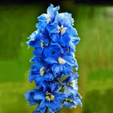 LARKSPUR, GIANT IMPERIAL SEEDS ORGANIC NEWLY HARVESTED, A GREAT CUT FLOWER - Country Creek LLC