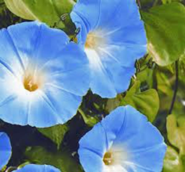 morning glory seeds without pesticides MORNING GLORY, HEAVENLY BLUE, SEEDS BEAUTIFUL BLUE SEASON LONG BLOOMS – Country Creek LLC