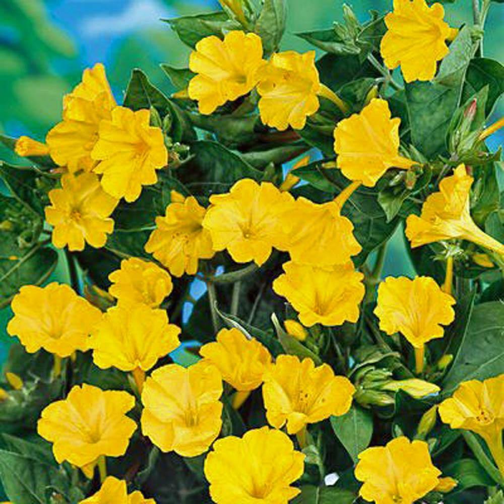 10 o'clock flower seeds Four O'clock Golden/Yellow, Seeds , Flower Seeds, Beautifully Colored –  Country Creek LLC